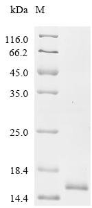 Bovine pro-epidermal growth factor (EGF), partial Recombinant Protein, C-His, aa 971–1023, Bos taurus (Bovine), E.coli, C-terminal 6xHis-tagged, 12.8 kDa, purity >≥ 85% as determined by SDS-PAGE.