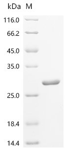 Escherichia coli Intermembrane phospholipid transport system binding protein MlaC (mlaC) Recombinant Protein, N-10His, Escherichia coli (strain K12), E.coli, N-terminal 10xHis-tagged, 27.9 kDa, purity >≥ 95% as determined by SDS-PAGE.