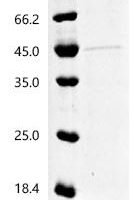 Mouse Neurogenic differentiation factor 1 (Neurod1)(H115A) Recombinant Protein, C-His, aa 1–357 (H115A), Yeast - BioCrest Sci