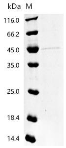 Mouse Neurogenic differentiation factor 1 (Neurod1)(H115A) Recombinant Protein, C-His, aa 1–357 (H115A), Yeast, Mus musculus (Mouse), Yeast, C-terminal 6xHis-tagged, 41.4 kDa, purity >≥ 90% as determined by SDS-PAGE.