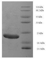 Saccharomyces cerevisiae A-agglutinin-binding subunit (AGA2) Recombinant Protein, N-His-SUMO - BioCrest Sci