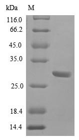 Human Bone morphogenetic protein 2 (BMP2) Recombinant Protein, N-His-SUMO, Homo sapiens (Human), E.coli, N-terminal 6xHis-SUMO-tagged, 28.9 kDa, purity >≥ 85% as determined by SDS-PAGE.