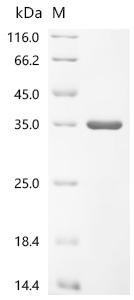 Cat Junctional adhesion molecule A (F11R), partial Recombinant Protein, Felis catus (Cat) (Felis silvestris catus), E.coli, C-terminal 6xHis-tagged, 29.7 kDa, purity >≥ 90% as determined by SDS-PAGE.