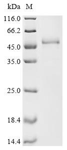 Human papillomavirus type 16 Protein E7 (E7) Recombinant Protein, C-hFc1, Human papillomavirus type 16, Mammalian cell, C-terminal hFc1-tagged, 39.9 kDa, purity >≥ 85% as determined by SDS-PAGE.