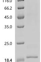 Arachis hypogaea Ara h 8 allergen Recombinant Protein, C-His, aa 1–157, Yeast - BioCrest Sci