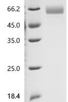 Macaca mulatta Erythropoietin (EPO) Recombinant Protein, C-hFc1 - BioCrest Sci