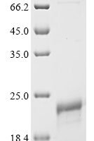 Viscum album Viscotoxin-A2 (THI2.3) Recombinant Protein, N-His-SUMO - BioCrest Sci