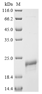 Viscum album Viscotoxin-A2 (THI2.3) Recombinant Protein, N-His-SUMO, Viscum album (European mistletoe), E.coli, N-terminal 6xHis-SUMO-tagged, 17.8 kDa, purity >≥ 85% as determined by SDS-PAGE.