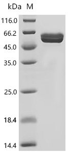 Mouse Filamin-C (Flnc), partial Recombinant Protein, C-hFc1, Mammalian cell, C-terminal hFc1-tagged, 52.9 kDa, purity >≥ 95% as determined by SDS-PAGE.