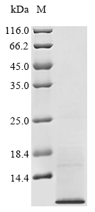 Human Tetraspanin-2 (TSPAN2), partial Recombinant Protein, C-His, Homo sapiens (Human), Yeast, C-terminal 6xHis-tagged, 9.5 kDa, purity >≥ 90% as determined by SDS-PAGE.