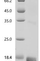 Mouse Insulin-like growth factor 1 (Igf1) Recombinant Protein, C-His - BioCrest Sci