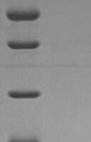 Bacillus subtilis Sporulation-specific extracellular nuclease (nucB) Recombinant Protein - BioCrest Sci