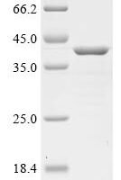 Porcine parvovirus Capsid protein VP2, partial Recombinant Protein - BioCrest Sci
