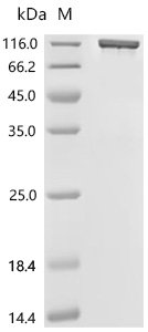 Human Complement factor B (CFB) Recombinant Protein, C-hFc1, Mammalian cell, C-terminal hFc1-tagged, 110.5 kDa, purity >≥ 90% as determined by SDS-PAGE.
