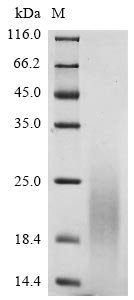 Bovine coronavirus Non-structural protein of 4.8 kDa (4b) Recombinant Protein, C-His, aa 1–45, strain Quebec, Bovine coronavirus (strain Quebec) (BCoV) (BCV), Yeast, C-terminal 6xHis-tagged, 6.4 kDa, purity >≥ 90% as determined by SDS-PAGE.