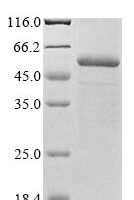 Arabidopsis thaliana UDP-glycosyltransferase 72E2 (UGT72E2) Recombinant Protein - BioCrest Sci