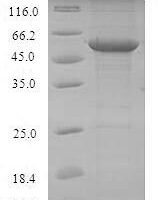 Mouse Toll-like receptor 7 (Tlr7), partial Recombinant Protein, N-GST - BioCrest Sci