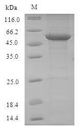 Mouse Toll-like receptor 7 (Tlr7), partial Recombinant Protein, N-GST, Mus musculus (Mouse), E.coli, N-terminal GST-tagged, 63.8 kDa, purity >≥ 90% as determined by SDS-PAGE.