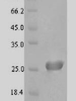 Bacillus pumilus Cell division protein ZapA (zapA) Recombinant Protein - BioCrest Sci