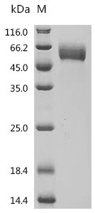 Mouse Interleukin-1 receptor type 1 (Il1r1), partial Recombinant Protein, Mus musculus (Mouse), Mammalian cell, C-terminal 10xHis-tagged, 38.7 kDa, purity >≥ 95% as determined by SDS-PAGE.