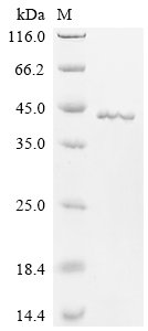 Apis mellifera Arginine kinase (ARGK) Recombinant Protein, Apis mellifera (Honeybee), E.coli, N-terminal 6xHis-tagged, 44.1 kDa, purity >≥ 95% as determined by SDS-PAGE.