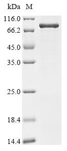 Human Junctional protein associated with coronary artery disease (JCAD), partial Recombinant Protein, Homo sapiens (Human), E.coli, C-terminal 6xHis-tagged, 72.8 kDa, purity >≥ 85% as determined by SDS-PAGE.