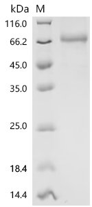 Human Putative butyrophilin-like protein 10 pseudogene (BTNL10P), partial Recombinant Protein, C-hFc1, Homo sapiens (Human), Mammalian cell, C-terminal hFc1-tagged, 54.5 kDa, purity >≥ 90% as determined by SDS-PAGE.