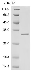 Mouse Fibroblast growth factor 15 (Fgf15) Recombinant Protein, Mus musculus (Mouse), E.coli, C-terminal 6xHis-tagged, 29.5 kDa, purity >≥ 95% as determined by SDS-PAGE.