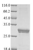 Mouse Protein canopy homolog 2 (Cnpy2) Recombinant Protein - BioCrest Sci