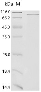 Human Proto-oncogene c-Rel (REL), partial Recombinant Protein, C-His, Homo sapiens (Human), E.coli, C-terminal 6xHis-tagged, 74.9 kDa, purity >≥ 85% as determined by SDS-PAGE.