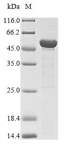Schizosaccharomyces pombe L-saccharopine oxidase (fap2) Recombinant Protein, Schizosaccharomyces pombe (strain 972 / ATCC 24843) (Fission yeast), E.coli, N-terminal 10xHis-tagged and C-terminal Myc-tagged, 52.2 kDa, purity >≥ 85% as determined by SDS-PAGE.