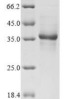 Human Humanin (MT-RNR2) Recombinant Protein - BioCrest Sci