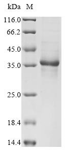 Human Humanin (MT-RNR2) Recombinant Protein, Homo sapiens (Human), Mammalian cell, C-terminal hFc1-tagged, 31.6 kDa, purity >≥ 85% as determined by SDS-PAGE.