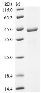 Transcriptional regulatory protein CpxR (cpxR) Recombinant Protein, Shigella flexneri, E.coli, N-terminal 6xHis-KSI-tagged, 41.6 kDa, purity >≥ 85% as determined by SDS-PAGE.