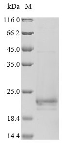 Influenza A virus Matrix protein 2 (M), partial Recombinant Protein, N-10His-SUMO/C-Myc, Influenza A virus (strain A/USA:Iowa/1943 H1N1), E.coli, N-terminal 10xHis-SUMO-tagged and C-terminal Myc-tagged, 18.6 kDa, purity >≥ 85% as determined by SDS-PAGE.