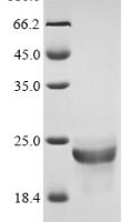 Fusarium solani subsp. cucurbitae Cutinase (CUTA) Recombinant Protein - BioCrest Sci
