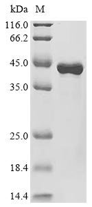 Staphylococcus aureus Phospholipase C (hlb) Recombinant Protein, C-His, Staphylococcus aureus, E.coli, C-terminal 6xHis-tagged, 40.7 kDa, purity >≥ 95% as determined by SDS-PAGE.