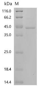 Human Prohibitin-2 (PHB2) Recombinant Protein, C-His, Homo sapiens (Human), E.coli, C-terminal 6xHis-tagged, 39.3 kDa, purity >≥ 95% as determined by SDS-PAGE.