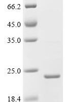 Bacillus phage phi29 Single-stranded DNA-binding protein (5) Recombinant Protein - BioCrest Sci