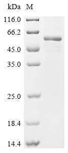 Human E3 ubiquitin-protein ligase RNF128 (RNF128), partial Recombinant Protein, Homo sapiens (Human), Mammalian cell, C-terminal hFc1-tagged, 40.3 kDa, purity >≥ 95% as determined by SDS-PAGE.