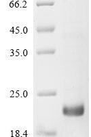 Arabidopsis thaliana Defensin-like protein 2 (PDF2.2) Recombinant Protein - BioCrest Sci