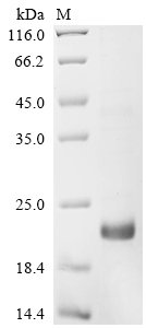 Arabidopsis thaliana Defensin-like protein 2 (PDF2.2) Recombinant Protein, Arabidopsis thaliana (Mouse-ear cress), E.coli, N-terminal 6xHis-KSI-tagged, 20.6 kDa, purity >≥ 85% as determined by SDS-PAGE.