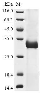 Human coronavirus OC43 Spike glycoprotein (S), partial Recombinant Protein, C-His, Human coronavirus OC43 (HCoV-OC43), E.coli, C-terminal 6xHis-tagged, 34.5 kDa, purity >≥ 85% as determined by SDS-PAGE.