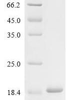 Enterobacteria phage f1 DNA-Binding protein G5P (V) Recombinant Protein - BioCrest Sci