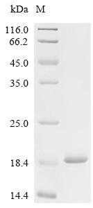 Enterobacteria phage f1 DNA-Binding protein G5P (V) Recombinant Protein, Enterobacteria phage f1 (Bacteriophage f1), E.coli, C-terminal 6xHis-tagged, 16.6 kDa, purity >≥ 95% as determined by SDS-PAGE.