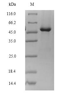 Rat Lutropin-choriogonadotropic hormone receptor (Lhcgr), partial Recombinant Protein, C-Flag, aa 27–362, Mammalian cell, Rattus norvegicus (Rat), Mammalian cell, C-terminal Flag-tagged, 47.8 kDa, purity >≥ 90% as determined by SDS-PAGE.