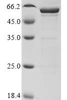 Dog Lutropin subunit beta (LHB),Biotinylated Recombinant Protein - BioCrest Sci