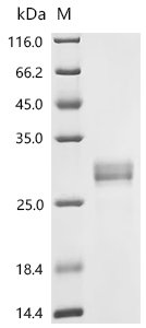 Human Ras-related protein Rab-5C (RAB5C) Recombinant Protein, C-10His, Homo sapiens (Human), Yeast, C-terminal 10xHis-tagged, 25.5 kDa, purity >≥ 95% as determined by SDS-PAGE.
