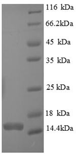 Human Caspase-7 (CASP7), partial Recombinant Protein, Homo sapiens (Human), E.coli, N-terminal 6xHis-tagged, 15.3 kDa, purity >≥ 90% as determined by SDS-PAGE.