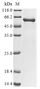 Arabidopsis thaliana Catalase-1 (CAT1) Recombinant Protein, Arabidopsis thaliana (Mouse-ear cress), E.coli, N-terminal 10xHis-tagged and C-terminal Myc-tagged, 64.2 kDa, purity >≥ 85% as determined by SDS-PAGE.